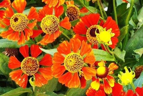 Helenium autumnale (Asteraceae)